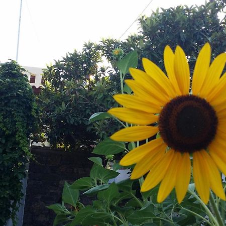 Asimina Appartamento Istron Esterno foto